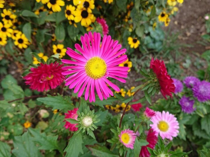 Co kwitnie w sierpniu – rośliny do ogrodu i na balkon