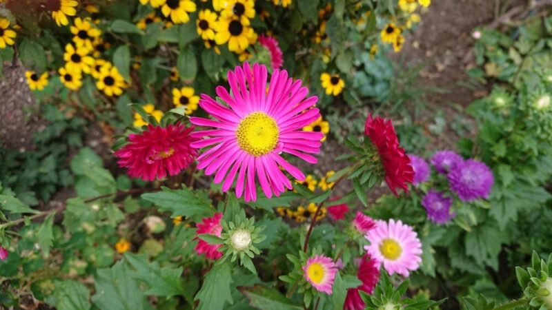 Co kwitnie w sierpniu – rośliny do ogrodu i na balkon