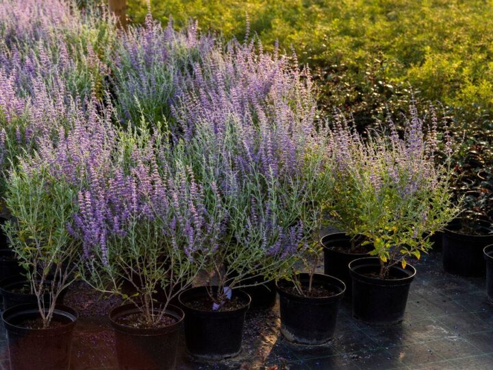 Co posadzić obok lawendy – najlepsze rośliny towarzyszące