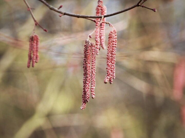 Co posadzić obok tamaryszka – inspiracje do ogrodu