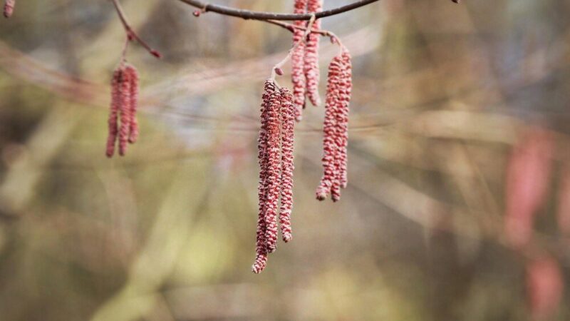 Co posadzić obok tamaryszka – inspiracje do ogrodu