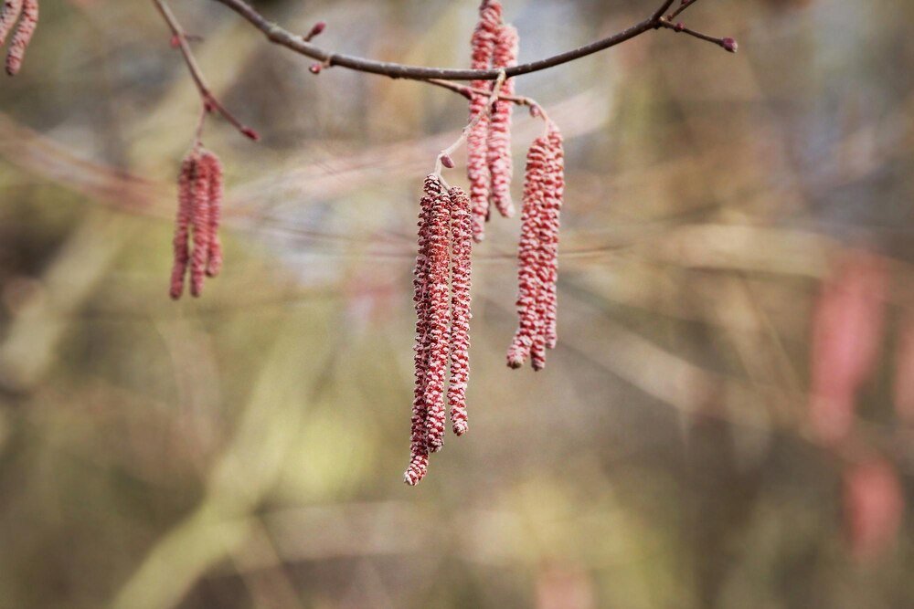 Co posadzić obok tamaryszka – inspiracje do ogrodu