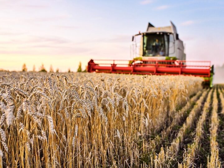 Co to jest rolnictwo – definicja, znaczenie i główne kierunki produkcji