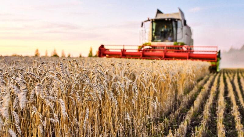 Co to jest rolnictwo – definicja, znaczenie i główne kierunki produkcji