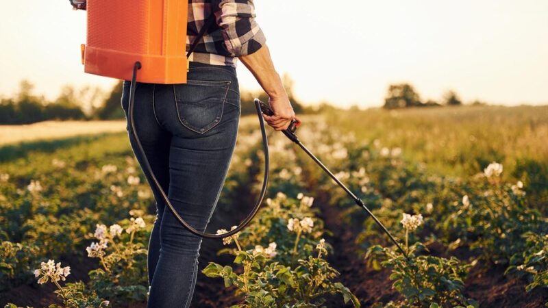 Czas od oprysku do deszczu – ile minut potrzeba, by zabieg był skuteczny?