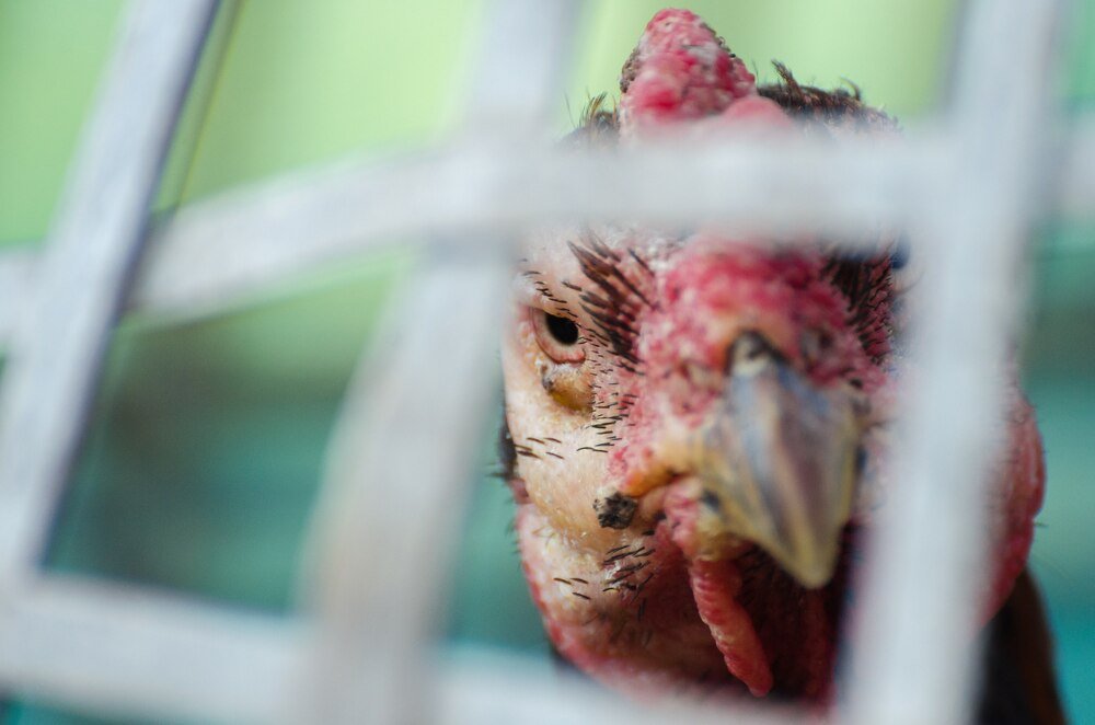 Czego nie lubi ptaszyniec kurzy – skuteczne metody zwalczania pasożyta