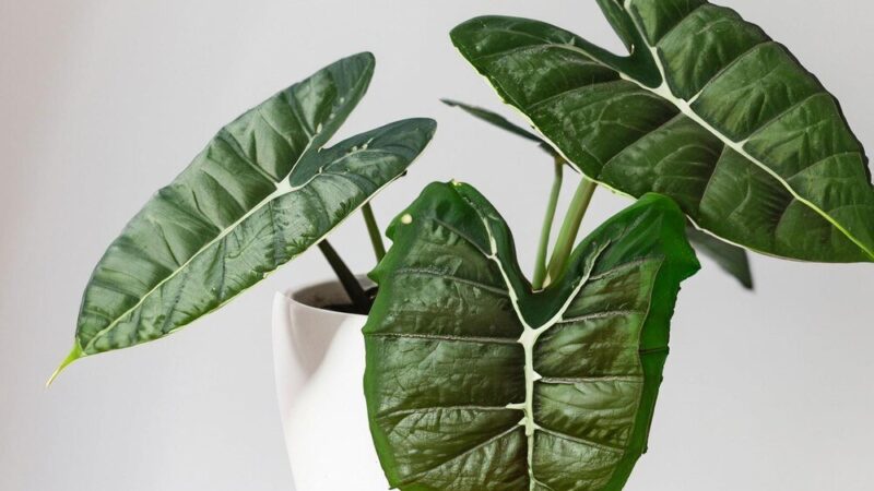 Czy alokazja kwitnie i jak wygląda jej kwiat?