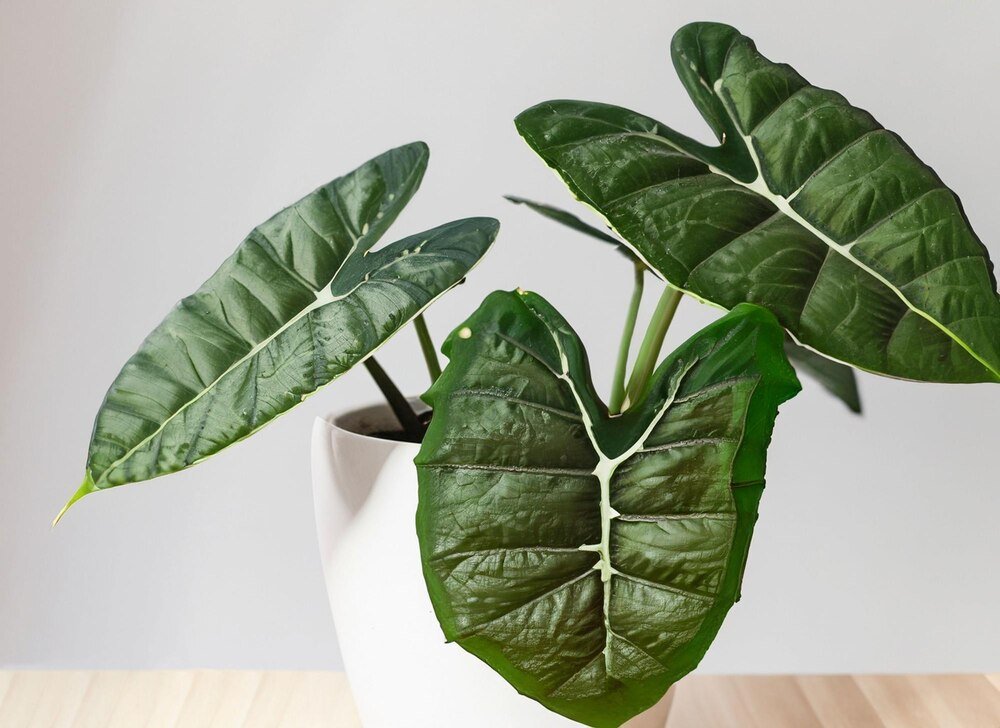 Czy alokazja kwitnie i jak wygląda jej kwiat?