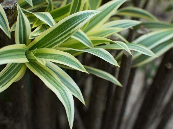 Czy dracena kwitnie?