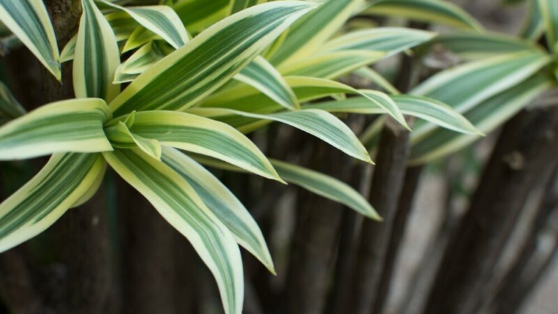 Czy dracena kwitnie?