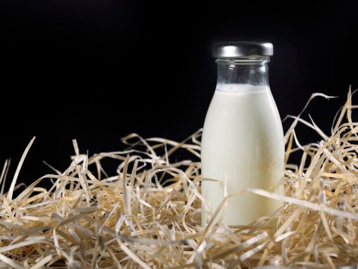 Czy krowa daje mleko bez cielaka?