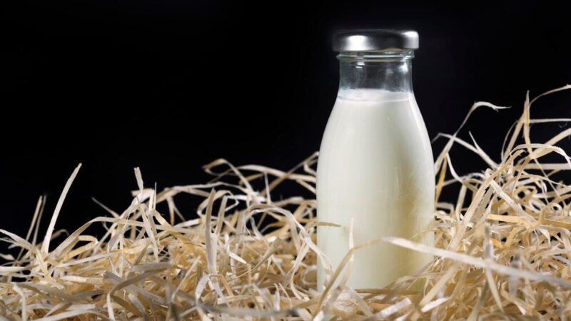 Czy krowa daje mleko bez cielaka?