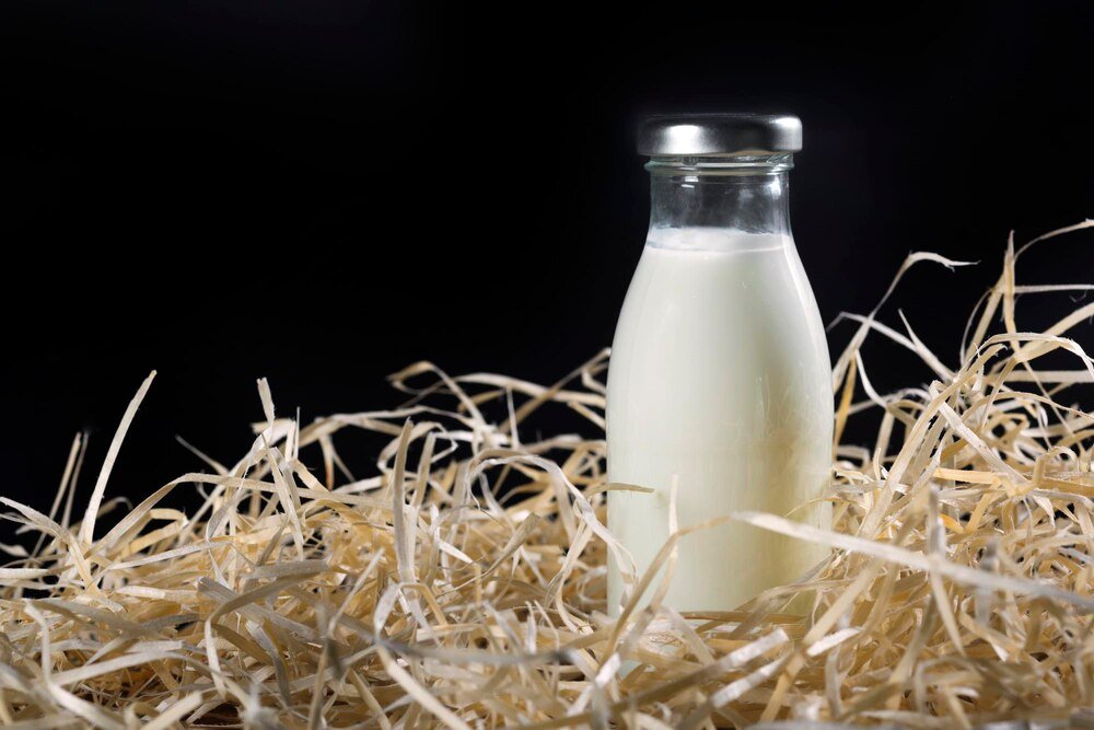 Czy krowa daje mleko bez cielaka?