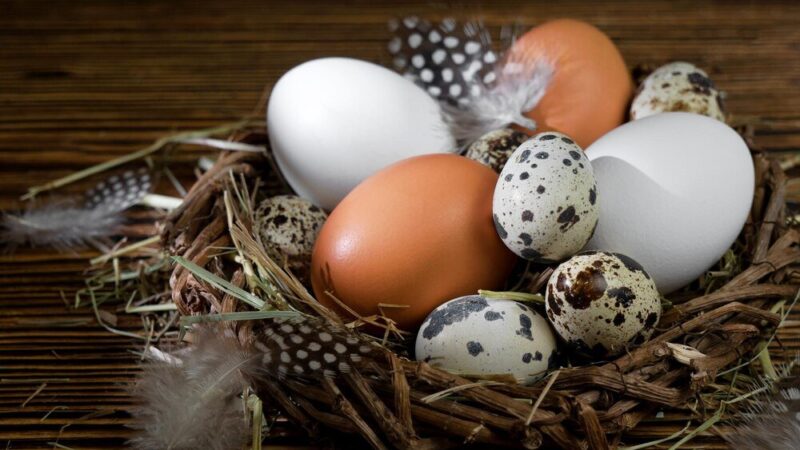 Czy kura może znieść zepsute jajko?