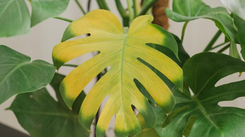 Czy monstera to filodendron – różnice między roślinami