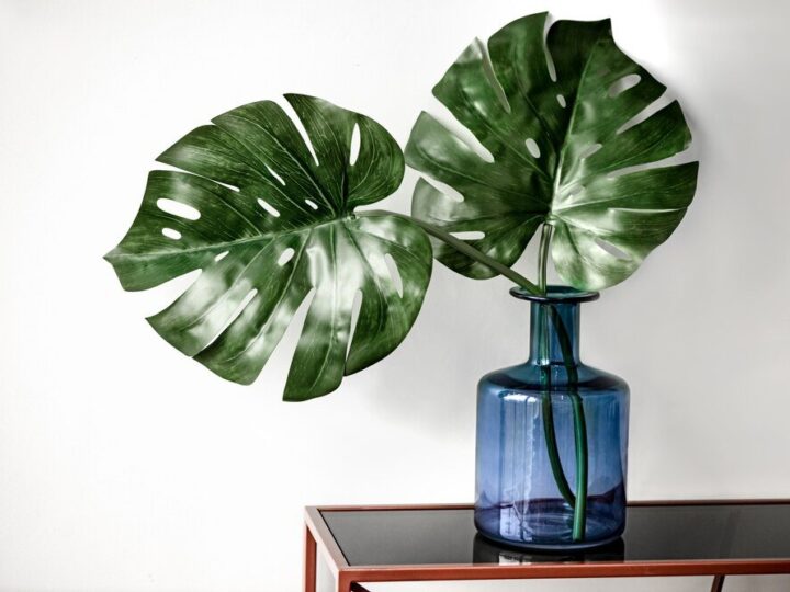 Czy można obciąć korzenie monstery – jak zrobić to bezpiecznie?