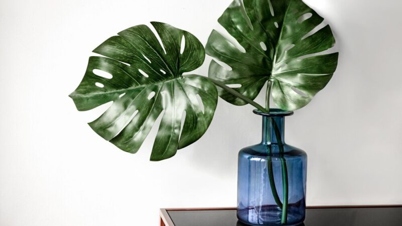 Czy można obciąć korzenie monstery – jak zrobić to bezpiecznie?