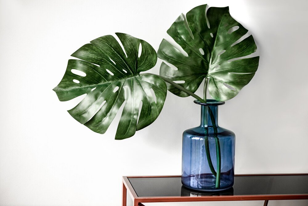 Czy można obciąć korzenie monstery – jak zrobić to bezpiecznie?