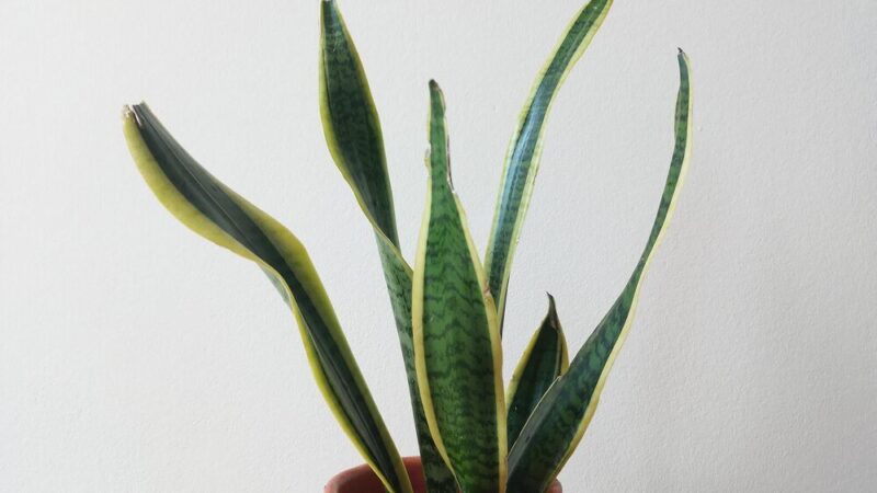 Czy sansewieria jest trująca dla psa?