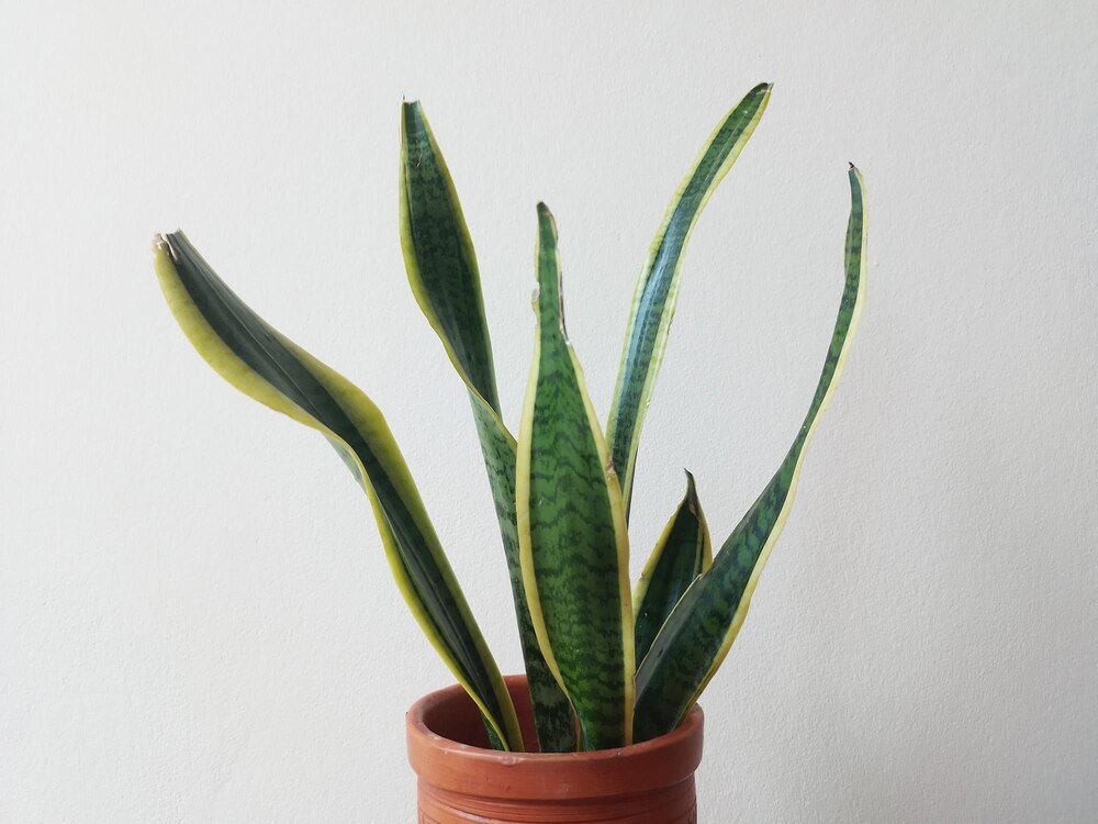 Czy sansewieria jest trująca dla psa?