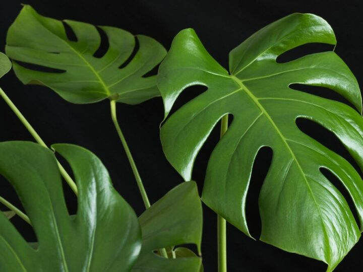 Czym nabłyszczyć liście monstery – domowe i bezpieczne sposoby