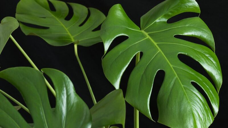 Czym nabłyszczyć liście monstery – domowe i bezpieczne sposoby