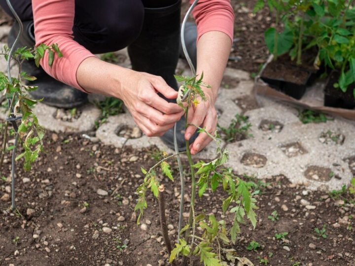 Czym obsadzić skarpę – rośliny odporne i zadarniające