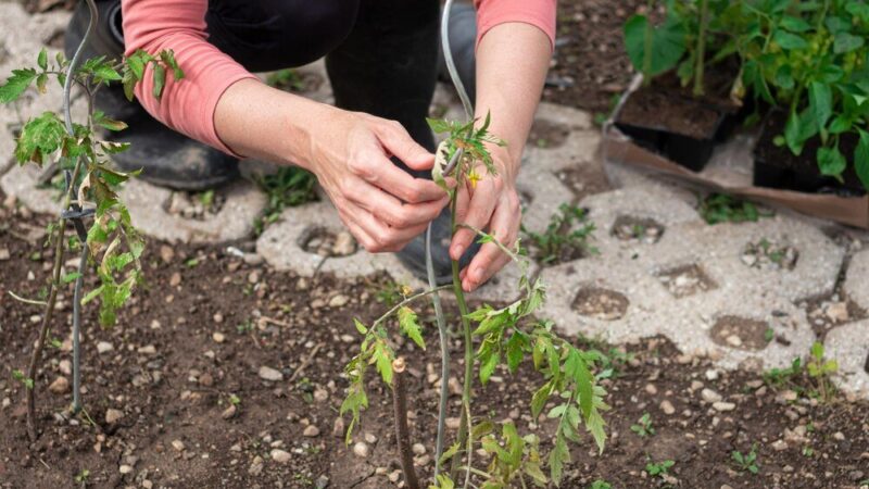 Czym obsadzić skarpę – rośliny odporne i zadarniające
