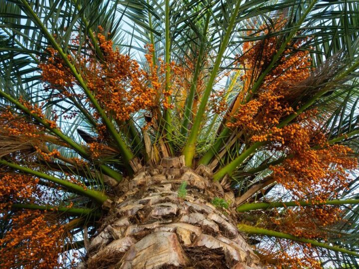 Daktylowiec kanaryjski w domu – uprawa, pielęgnacja i najczęstsze problemy