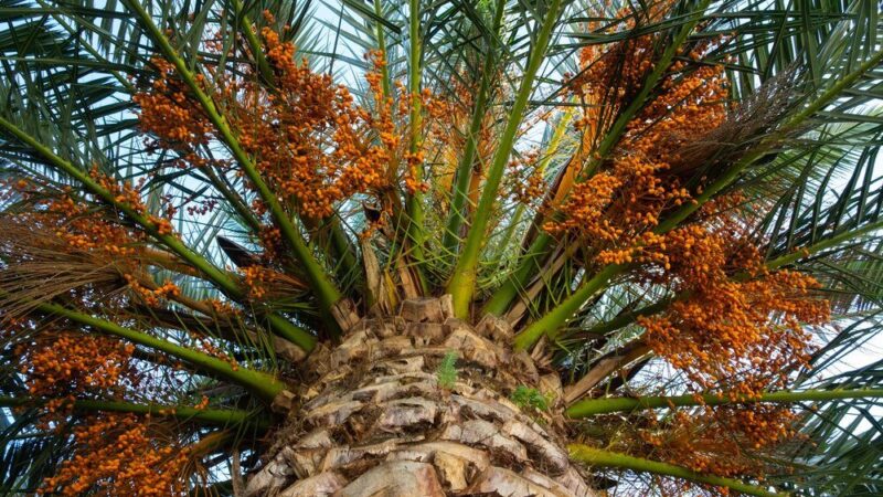 Daktylowiec kanaryjski w domu – uprawa, pielęgnacja i najczęstsze problemy