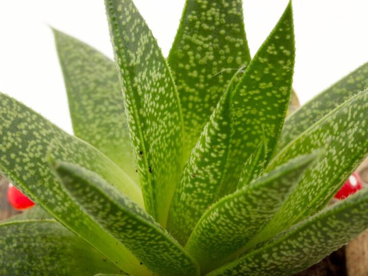 Dlaczego aloes ma miękkie liście?