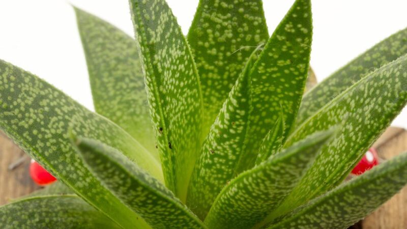 Dlaczego aloes ma miękkie liście?