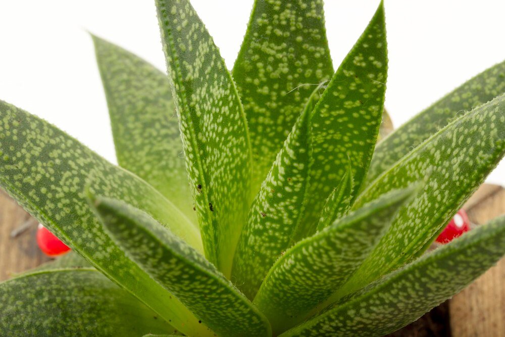 Dlaczego aloes ma miękkie liście?