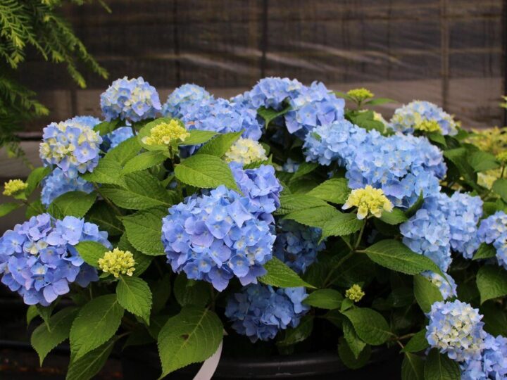 Dlaczego hortensja ogrodowa nie kwitnie?