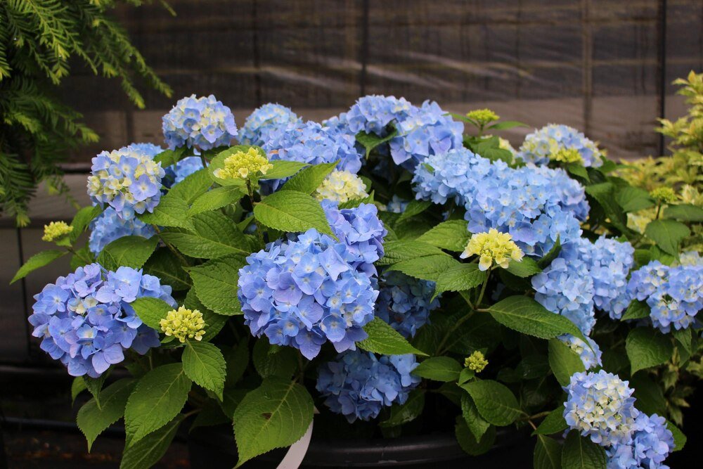 Dlaczego hortensja ogrodowa nie kwitnie?