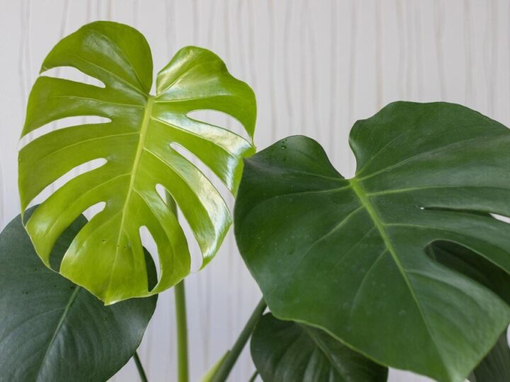 Dlaczego monstera ma małe liście?