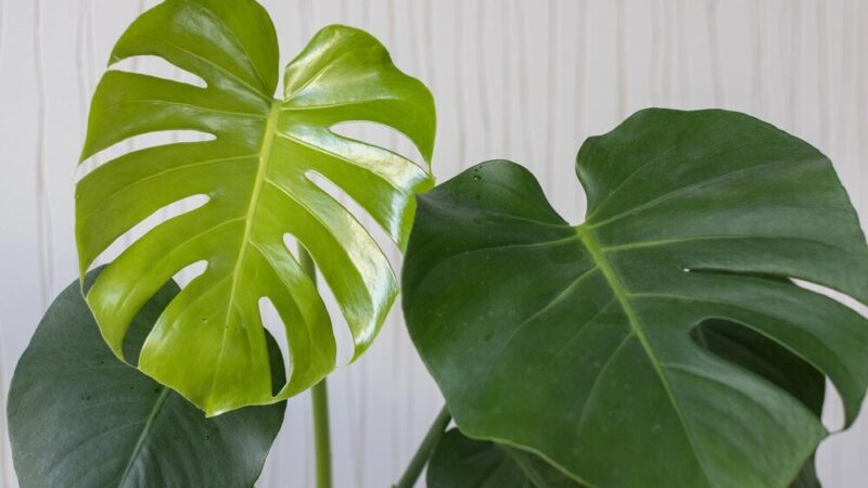 Dlaczego monstera ma małe liście?