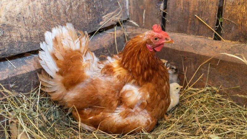 Dlaczego zdychają kury nioski – najczęstsze przyczyny i zapobieganie
