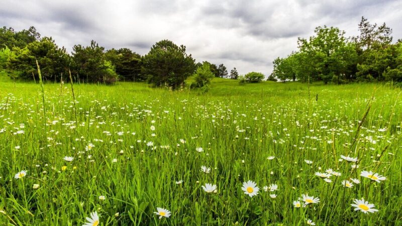 Drugi pokos – kiedy kosić i jak zaplanować zbiór