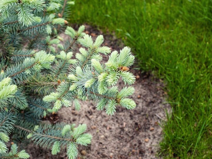 Drzewa iglaste szybko rosnące – gatunki warte uwagi