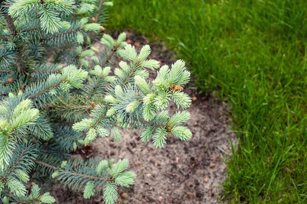 Drzewa iglaste szybko rosnące – gatunki warte uwagi