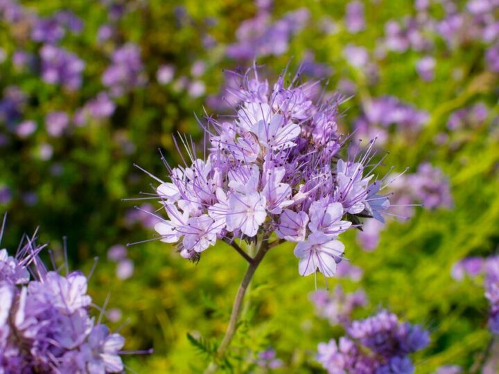 Facelia: kwitnienie – kiedy zakwita i jak długo trwa?