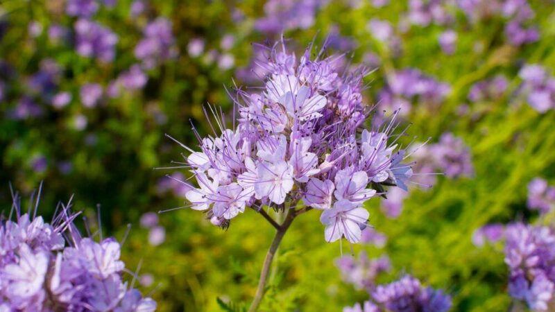 Facelia: kwitnienie – kiedy zakwita i jak długo trwa?