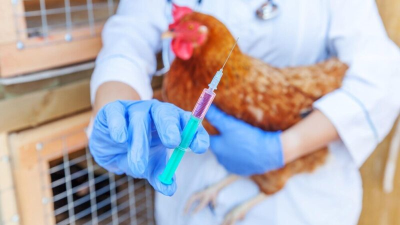 Gdzie kupić szczepionki dla kurcząt – legalne źródła i ceny