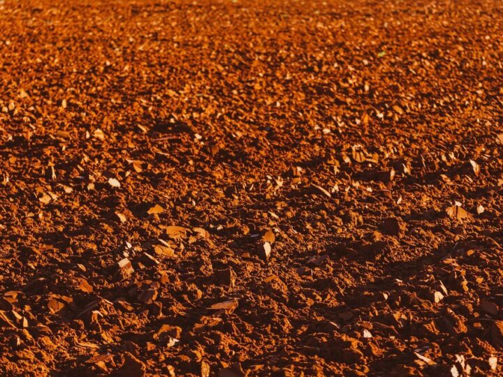 Gleby kasztanowe – właściwości, powstawanie i znaczenie