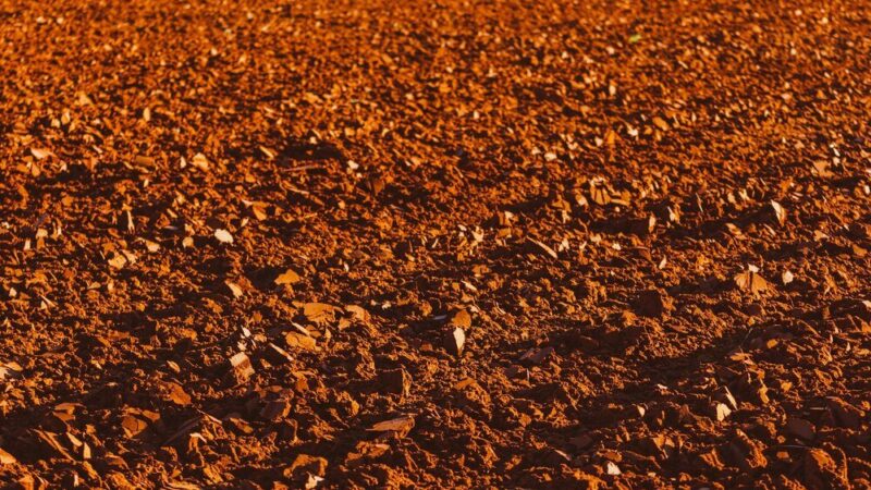 Gleby kasztanowe – właściwości, powstawanie i znaczenie