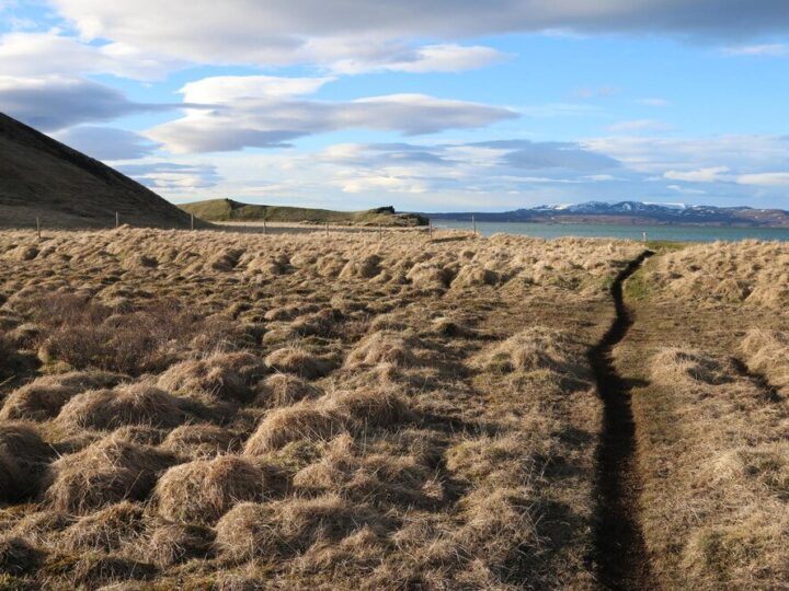 Gleby tundrowe – charakterystyka, właściwości, znaczenie dla rolnictwa