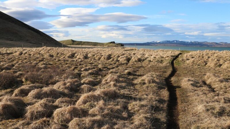 Gleby tundrowe – charakterystyka, właściwości, znaczenie dla rolnictwa