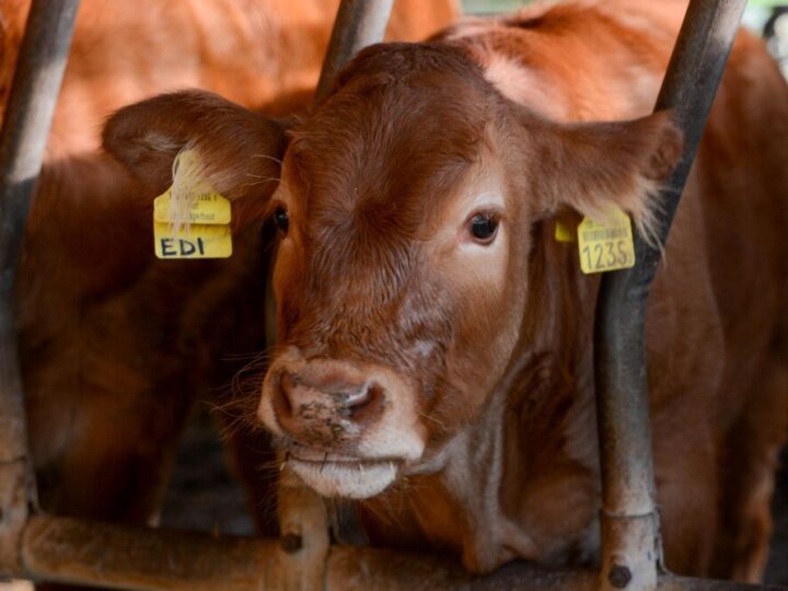 Ile kosztuje kilogram żywca – stawki w skupie