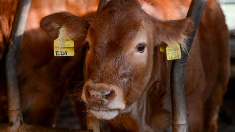 Ile kosztuje kilogram żywca – stawki w skupie